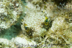 I am watching you. by Richard Goluch 